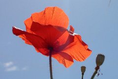 Poppy : Flower, Plant