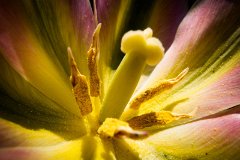 Stamens : Flower, Plant
