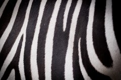 Zebra : Animal, Zebra